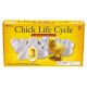 Chick Life Cycle Exploration Set