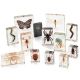Knowledge Builder Mini Beasts Arthropods (large set)