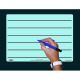 A4 Tinted Whiteboards Plain/Lined Blue Pack of 10