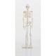 1/2 Scale Skeleton Model White